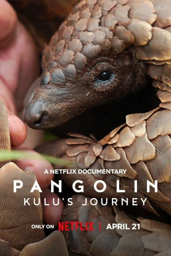 Pangolin Kulu 8217 s Journey 2025